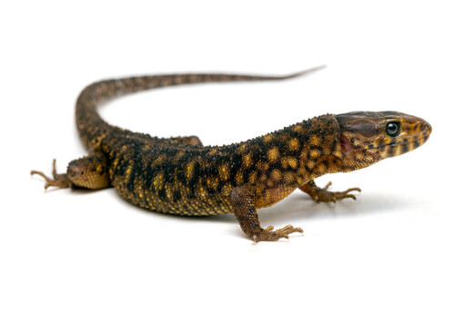 Lepidophyma flavimaculatum